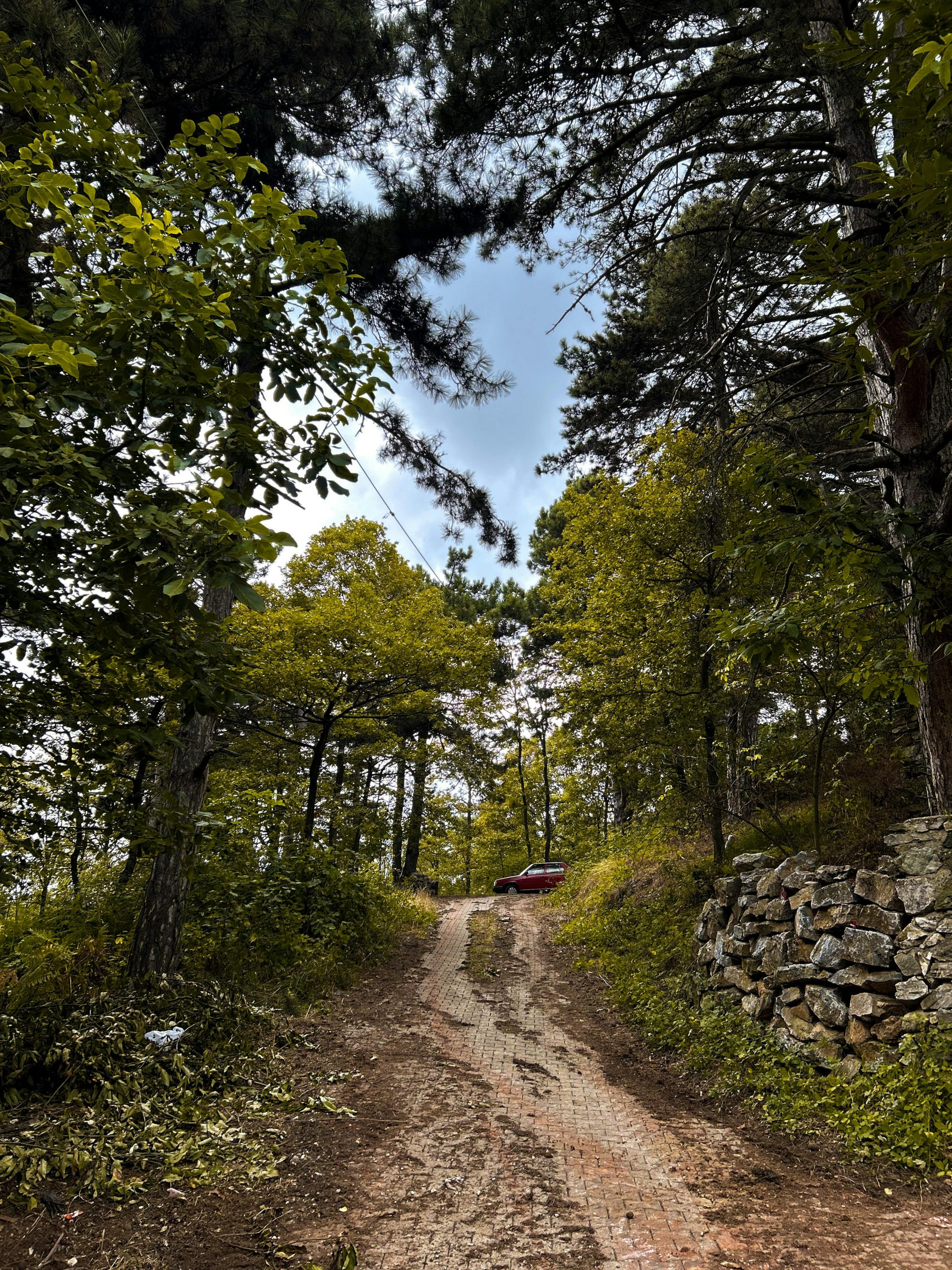 Camino rodeado de arboles cerca del embalse de Benagéber 