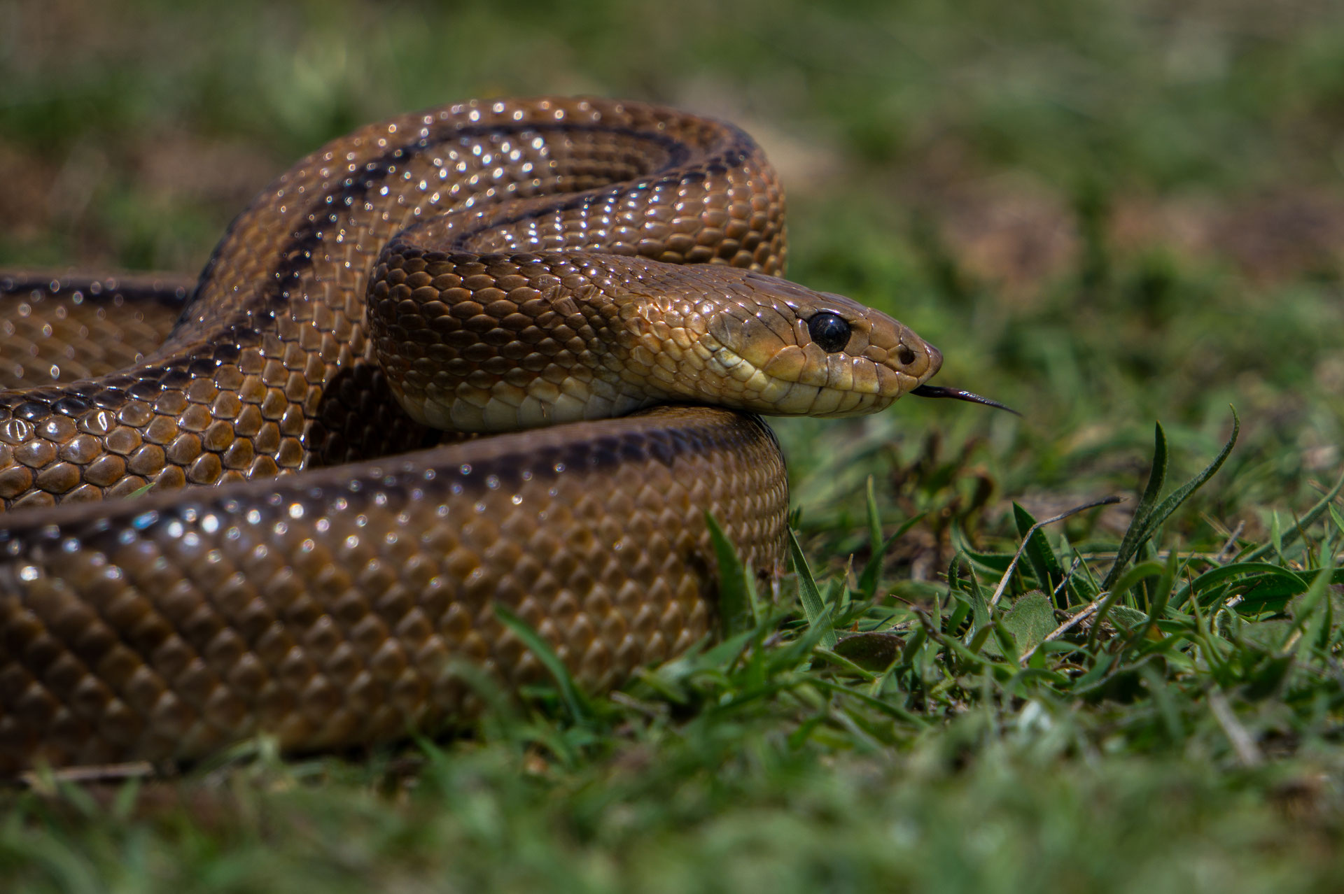 Imagen de una culebra escalera, especie protegida en la zona de la vallesa
