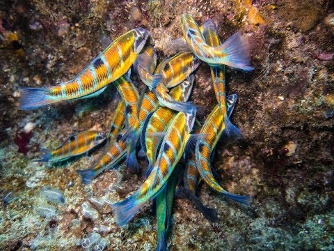 Peces coloridos conocidos como Fredis, habitantes del mediterráneo.